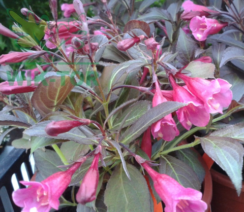 Krzewuszka cudowna Nana Purpurea
