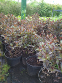 Krzewuszka cudowna Nana Purpurea