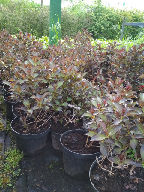 Krzewuszka cudowna Nana Purpurea