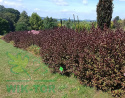 Krzewuszka cudowna Nana Purpurea