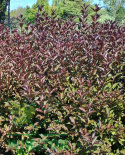 Krzewuszka cudowna Nana Purpurea