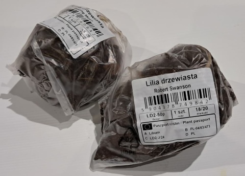 Lilia drzewiasta Debby