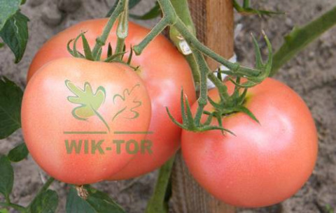 Magiczna siła nawóz do pomidorów 350g + Dozownik GRATIS