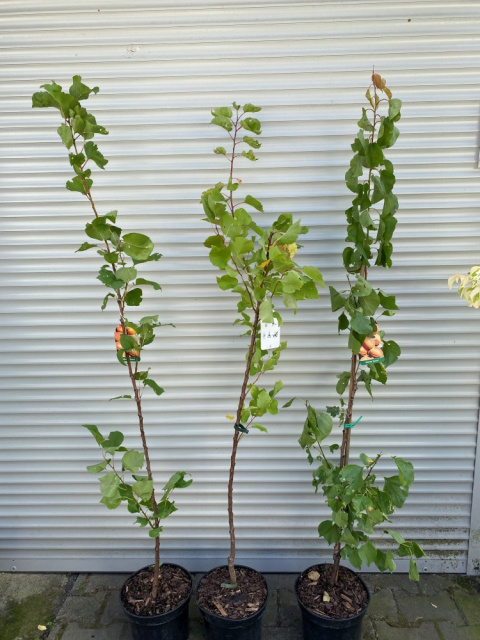 Morela Early Orange