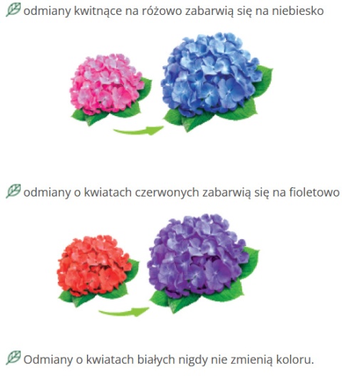 Nawóz granulowany wybarwiający do hortensji 1kg Florovit