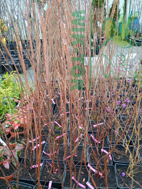 Orszelina olcholistna