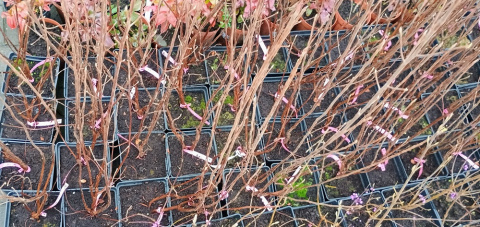 Orszelina olcholistna