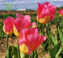 Tulipan Cape Town żółto-czerwony 10szt
