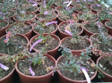 Berberys Thunberga Concorde