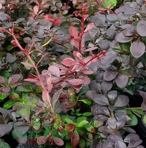 Berberys Thunberga Concorde