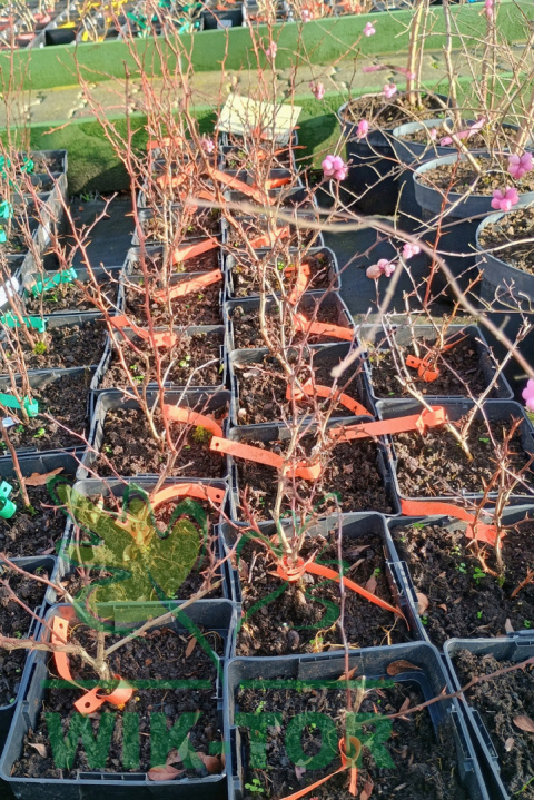 Berberys Thunberga Concorde
