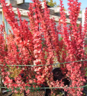 Berberys Thunberga Helmond Pillar