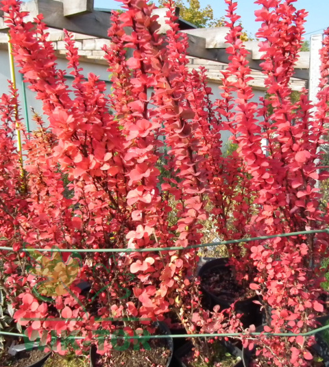 Berberys Thunberga Helmond Pillar