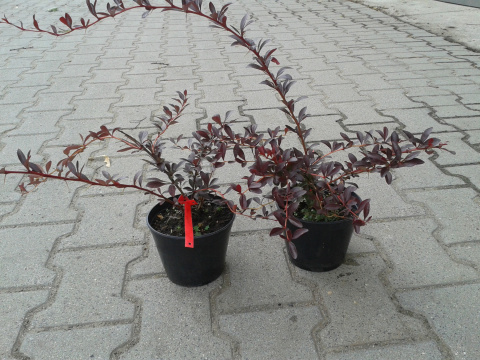 Berberys Thunberga Red Chief