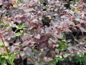 Berberys ottawski Superba