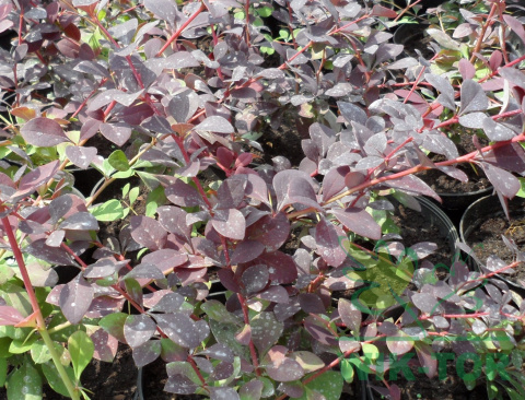 Berberys ottawski Superba