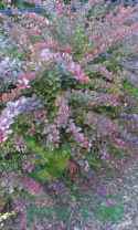 Berberys ottawski Superba
