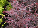 Berberys Thunberga Red Chief