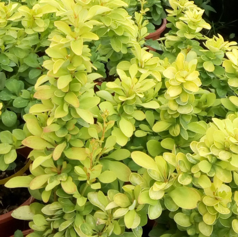 Berberys thunberga Sunsation