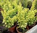 Berberys thunberga Sunsation