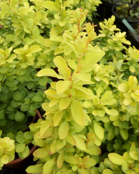 Berberys thunberga Sunsation