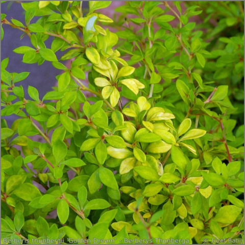 Berberys thunberga Sunsation