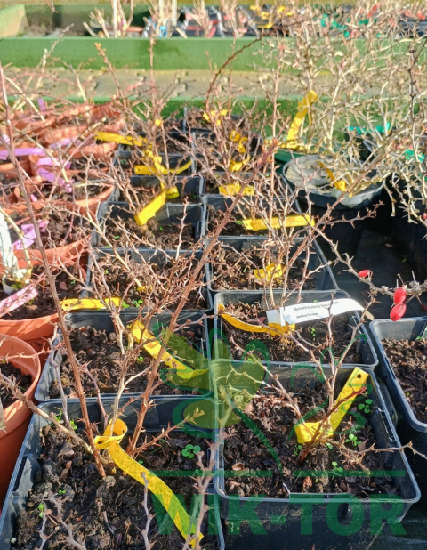 Berberys thunberga Sunsation