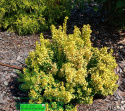 Berberys thunberga Sunsation