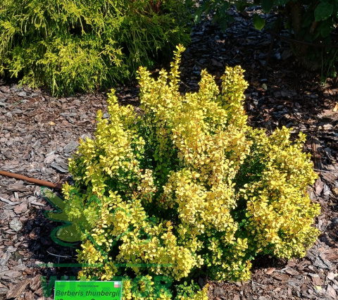 Berberys thunberga Sunsation