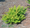 Berberys thunberga Sunsation