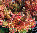 Berberys thunberga Sunsation