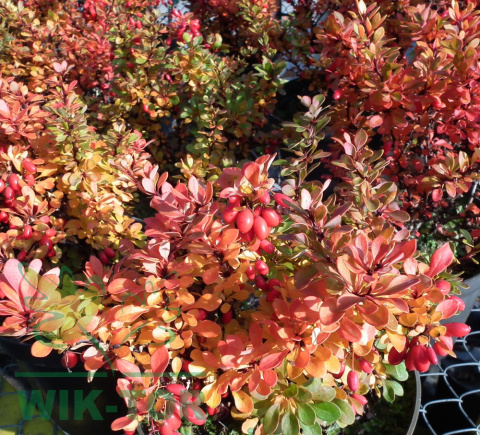 Berberys thunberga Sunsation