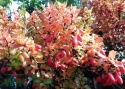 Berberys thunberga Sunsation