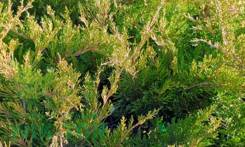 Jałowiec Pfitzera Mint Julep