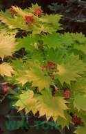Klon Shirasawy Aureum