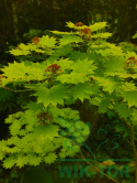 Klon Shirasawy Aureum