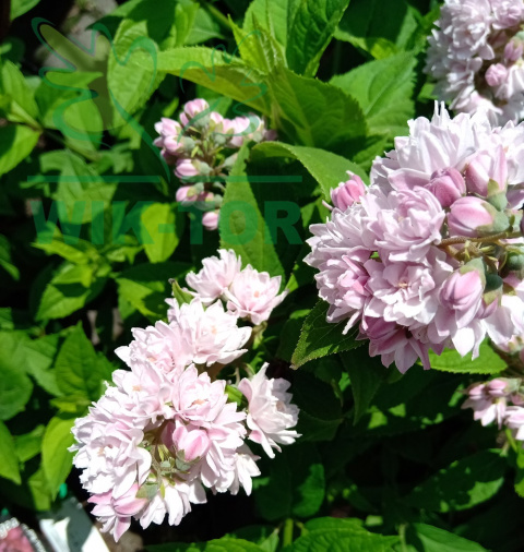 Żylistek mieszańcowy Mont Rose