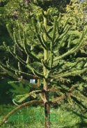 Araukaria chilijska