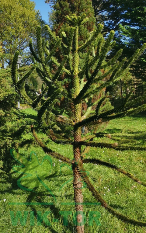 Araukaria chilijska