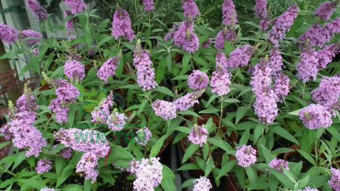 Budleja Dawida Pink Delight
