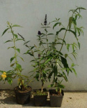 Budleja Dawida Pink Delight