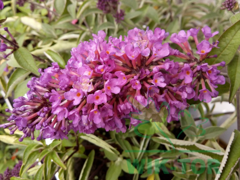 Budleja Dawida Pink Delight