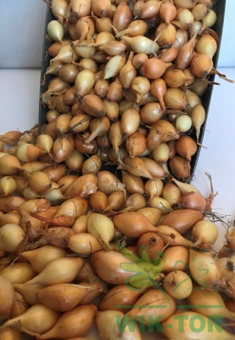 Cebula dymka żółta 'Efekt' 0,25kg