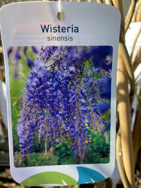Glicynia chińska niebieska