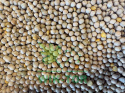 Groch siewny Batuta 1kg