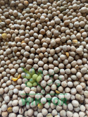 Groch siewny Batuta 1kg
