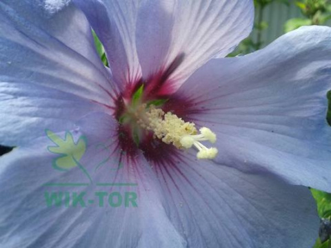 Ketmia syryjska Hibiskus Oiseau Bleu