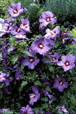 Ketmia syryjska Hibiskus Oiseau Bleu