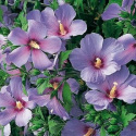 Ketmia syryjska Hibiskus Oiseau Bleu