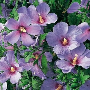 Ketmia syryjska Hibiskus Oiseau Bleu